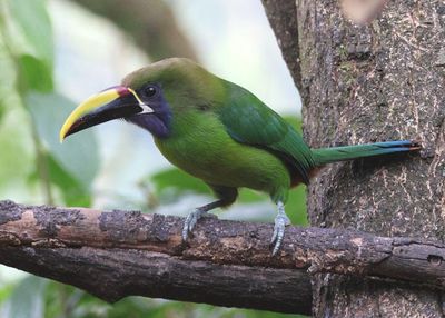 Northern Emerald Toucanet 