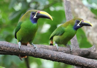 Northern Emerald Toucanets 