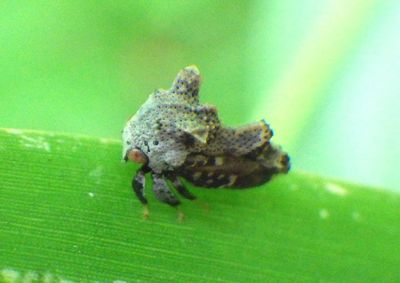 Notocera Treehopper species 