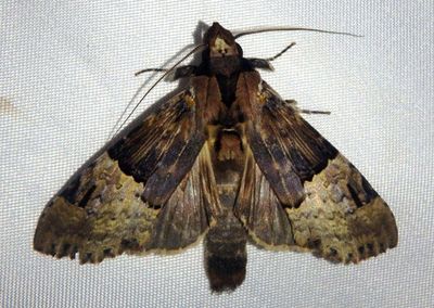 Nystalea aequipars; Prominent Moth species 