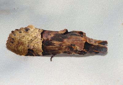 Nystalea aequipars; Prominent Moth species
