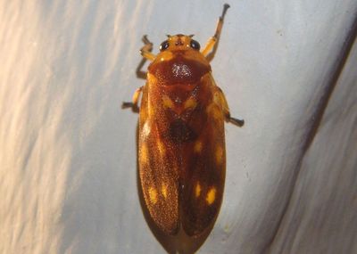 Ocoaxo septemnotatus; Spittlebug species