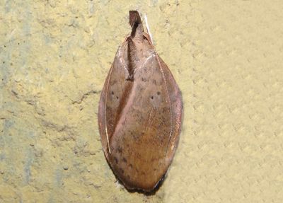 Oecophoridae Concealer Moth species