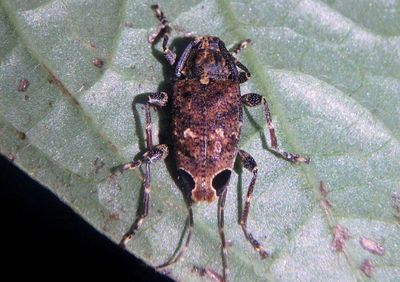 Oedopeza setigera; Flat-faced Longhorn species