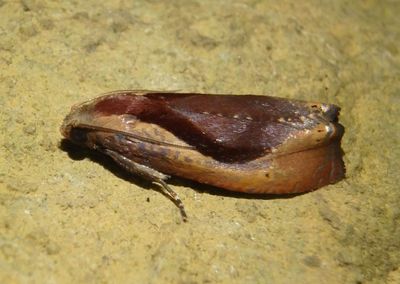Olethreutinae Tortricid Moth species