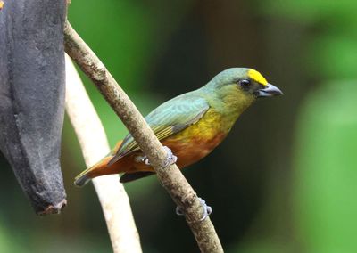 Olive-backed Euphonia; male 