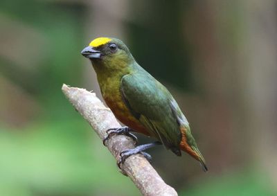 Olive-backed Euphonia; male