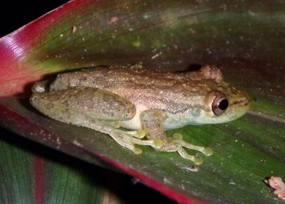 Olive-snouted Treefrog