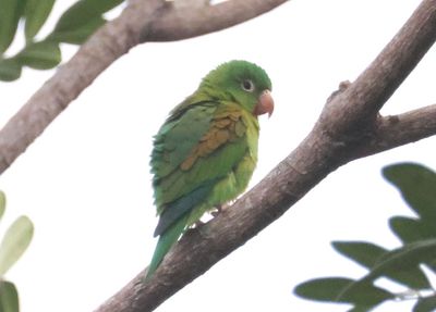 Orange-chinned Parakeet