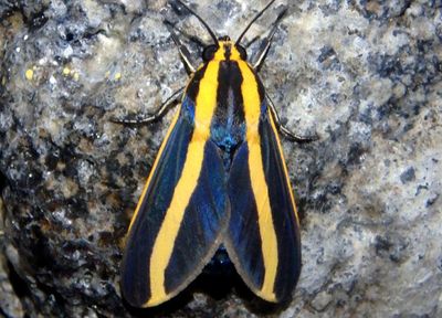 Ormetica ataenia; Tiger Moth species