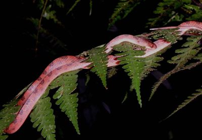 Ornate Cat-eyed Snake