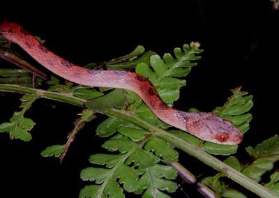 Ornate Cat-eyed Snake 