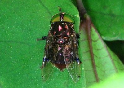 Ornidia obesa; Green Jewel Fly 