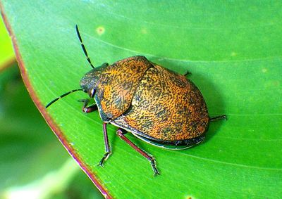 Orsilochides variabilis; Jewel Bug species 