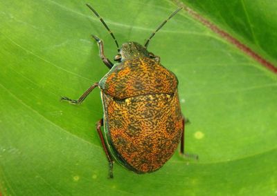 Orsilochides variabilis; Jewel Bug species