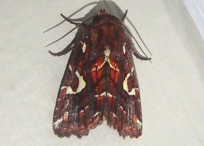 Noctuoidea Owlet Moth species