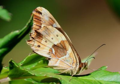 Oxeoschistus euriphyle; Pancosta Oxeo