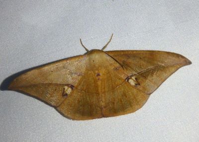 Oxydia mexicata; Geometrid Moth species