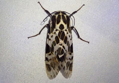 Oxyptera laeta; Tiger Moth species 