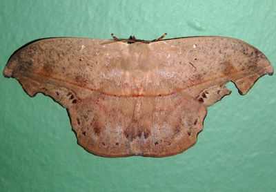 Oxytenis naemia; Giant Silk Moth species