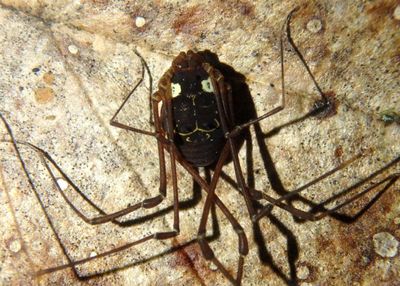 Paecilaema gigas; Harvestman species