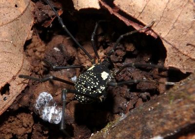 Paecilaema Pied Harvestman species