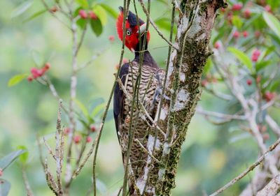 Pale-billed Woodpecker; female