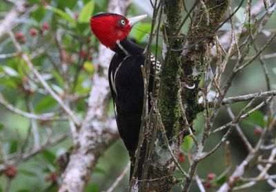 Pale-billed Woodpecker; female