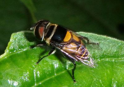 Palpada Plushback Fly species