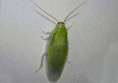Panchlora nivea; Banana Cockroach