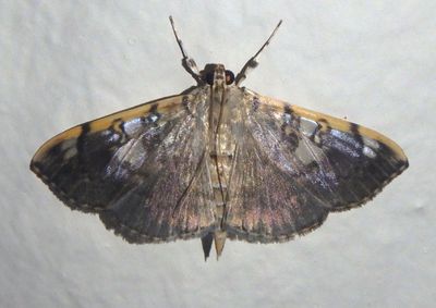 Pantographa expansalis; Pyralid Moth species