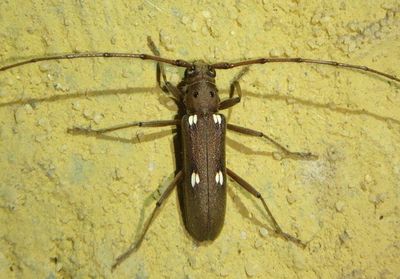 Pantomallus fuligineus; Round-necked Longhorn species