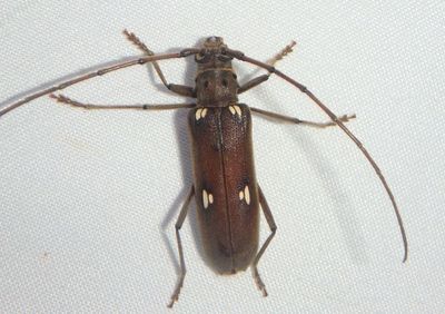 Pantomallus fuligineus; Round-necked Longhorn species