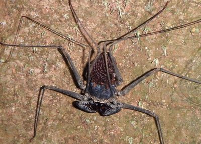 Paraphrynus laevifrons; Tailless Whipscorpion species; female 