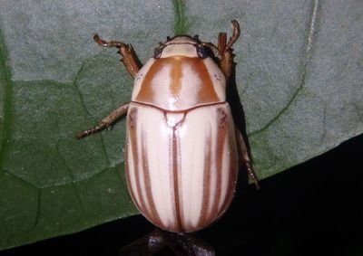 Parisolea pallida; Shining Leaf Chafer species