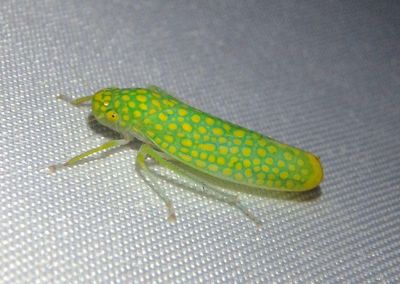 Paromenia isabellina; Sharpshooter species