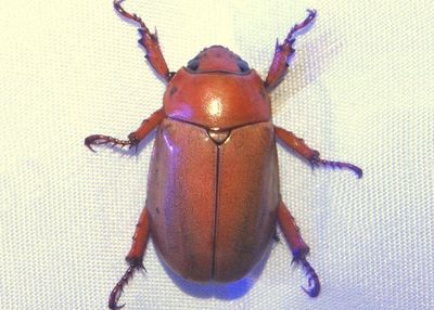 Pelidnota notata; Scarab Beetle species