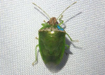 Pentatomini Stink Bug species