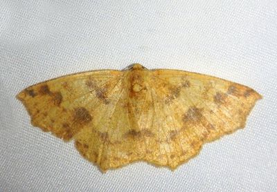Periclina apricaria; Geometrid Moth species 