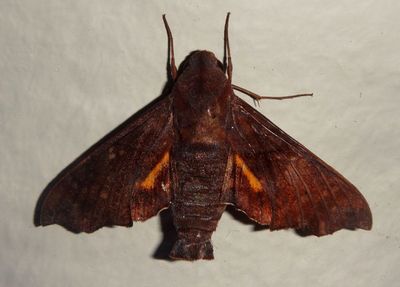 Perigonia stulta; Sphinx Moth species