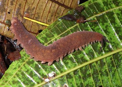 Peripatidae Velvetworm species 