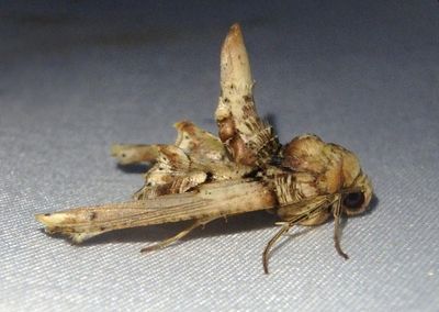 Pero xylinaria; Geometrid Moth species 