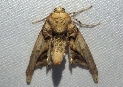 Pero xylinaria; Geometrid Moth species 