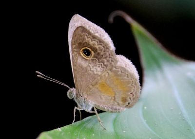 Perophthalma tullius; Orange-patched Eye-mark 