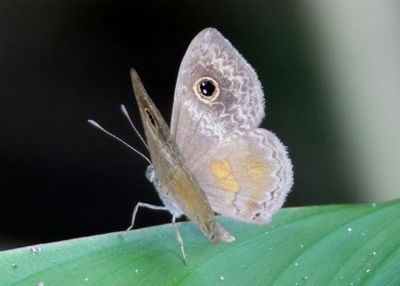 Perophthalma tullius; Orange-patched Eye-mark