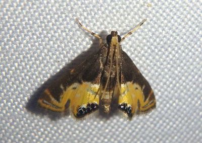Petrophila triumphalis; Crambid Snout Moth species