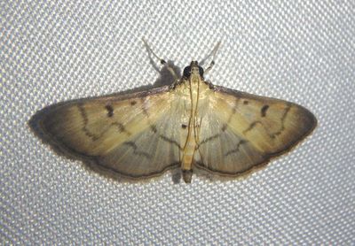 Phaedropsis fuscicostalis; Pyralid Moth species