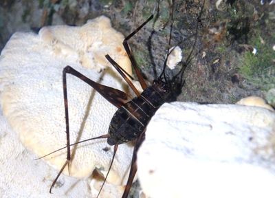 Phalangopsis Spider Cricket species 