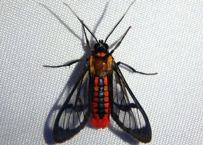 Phoenicoprocta sanguinea; Tiger Moth species
