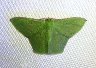 Phrudocentra Emerald Moth species
